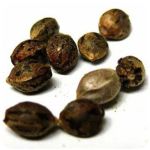 Семена марихуаны АК-47  (Seeds AK-47) в Оби